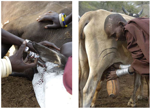 Men’s and women’s disease risks from livestock likely differ: men have occasional, but intense contact: with sick animals (left), while women have regular, close contact with animals, particularly poultry and lactating cows and goats (right). Photograph courtesy of M. Kock-Wildlife Conservation Society. doi:10.1371/journal.pmed.1000190.g003 Courtesy of PLoS Med 6(12): e1000190.